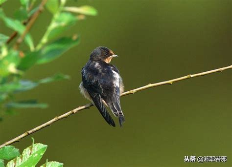 撿到燕子代表什麼|燕子象徵著什麼，燕子象徵什麼